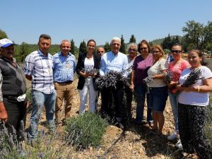 Muğla ‘Koku Vadisi’nde ilk lavanta hasadı