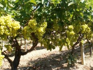 Üzümün ihracat yolculuğu başlıyor