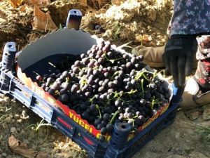 Üzümde erkenci hasat başladı