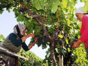 Sarıgöl’ün ilk üzümleri Rusya’ya