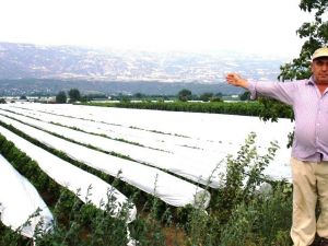Sarıgöl üzüm bağlarının yüzde 50’si örtü altında