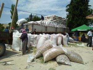 Selendi’de haşhaş kapsülü alımları başladı