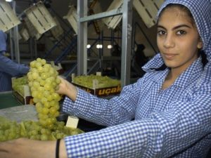 Yaş meyve sebze ihracatında hedef 5 milyar dolar