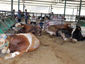 Manisa’da kurbanlık hayvan sıkıntısı yok