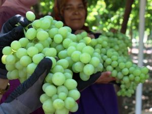 İhracatlık üzümde hasat başladı