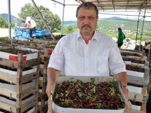 Simavlı vişne üreticisi dertli