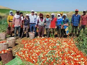 Salçalık domateste üretim arttı