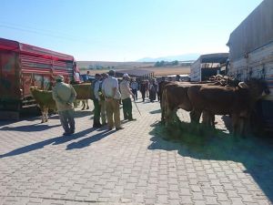 Aslanapa’ya Canlı Hayvan Pazarı