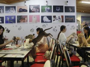 Çin’de evcil hayvan kafeleri gençlerin uğrak yeri oldu