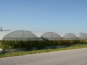 Kırkağaç’ta seracılığa ilgi artıyor