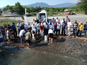 Köyceğiz Gölü’ne 180 bin yavru sazan bırakıldı