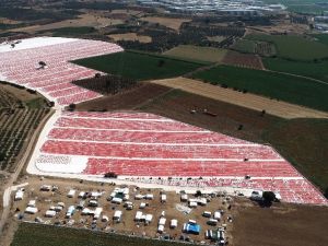İzmir ovaları kırmızıya büründü