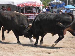 Bayır boğa güreşlerinin geliri eğitime