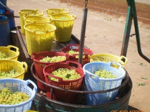 Bakan Pakdemirli: "Çekirdeksiz kuru üzüm üreticisini mağdur etmeyeceğiz”