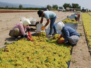 Üzüm işçilerinin beklediği fiyatlar açıklandı