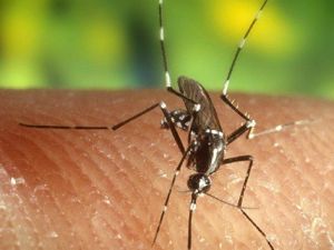 Ölümcül Batı Nil Virüsünün belirtilerini anlamak çok zor