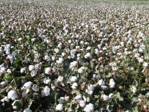 ADÜ öğretim üyelerinden uluslararası yayın