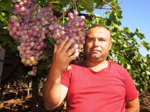 Sarıgöl Ovası’nda üzüm türleri çoğaldı