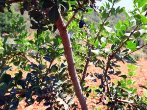 Büyükşehir’den üreticilere alternatif ürün ‘Sakız Ağacı’