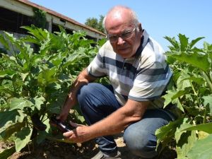 Manisa’dan Türkiye’ye yerel tohum