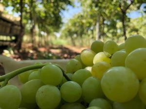 Türkiye’nin üzüm ambarında üzümler kurutulmaya başlandı