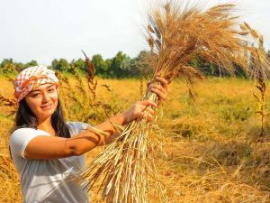Seferihisar’daki şenlik binlerce kişiyi buluşturacak