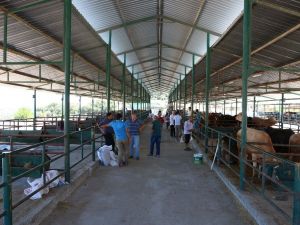 Manisa Hayvan Pazarı’nda padoklar boş kaldı