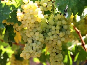 Yaş meyve sebze ve mamulleri ihracatı yüzde 25 arttı