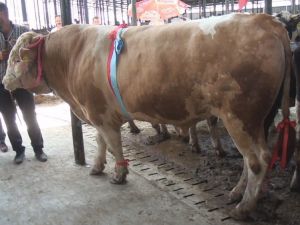 Otomobil fiyatına kurbanlık