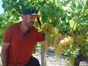 Sultaniye üzümde hasat zamanı, üreticiden 12 lira fiyat beklentisi