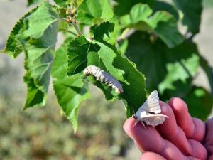 Muğla Büyükşehir’den ‘İpek böcekçiliği’ projesi
