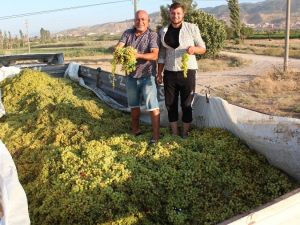 Süperior Üzüm üreticisi dertli