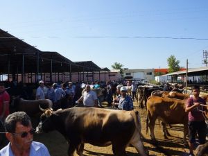 Pazarda hayvan çok, alan yok