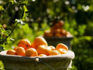 Ege Bölgesi narenciye rekoltesi 442 bin 349 ton