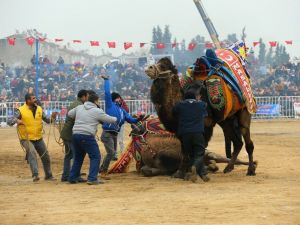 Aydın’ın deve güreşlerini anlatan belgesel Londra’da finalist oldu