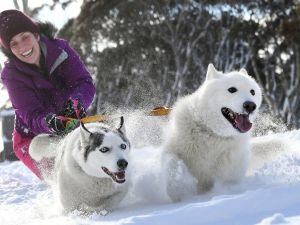 Avustralya’da 29. köpek kızak yarışları