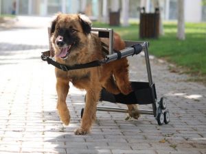 Vestel’in engelli hayvanları hayata bağlayan yürüteç projesine İngiltere’den ödül geldi