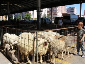 Elde kalan kurbanlıkları Et ve Süt Kurumu satın alacak