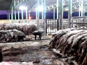 Sarıgöl’de THK, 6 bin 289 deri topladı