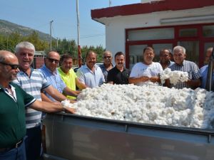 Türkiye’nin pamuk ambarı Söke’de ilk hasat sevinci