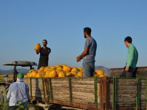 Kırkağaç kavununda ilk hasat yapıldı