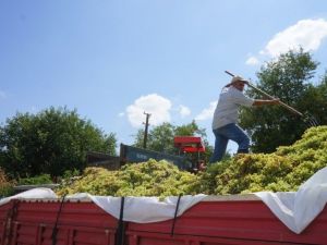 Sarıgöl’de şaraplık üzüm alımları başladı