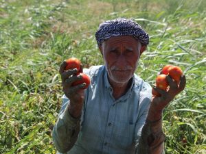 Domateste üretim çok rekolte düşük