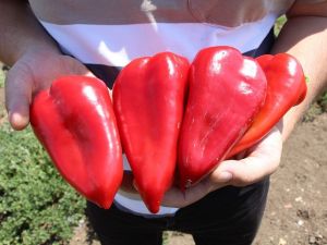 Kula’nın yeni gelir kapısı: kırmızı biber