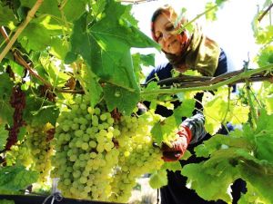 Üzümcünün gözü kulağı fiyat açıklamasında