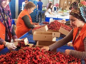 Taze meyve ihracatçıları yeni rekorlar için güç birliği yapacak