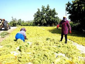 Bakanın kuru üzüm fiyat açıklaması üreticileri memnun etti