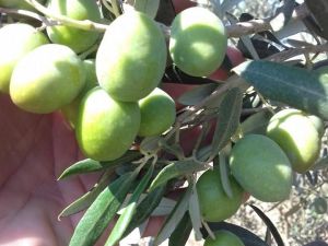 Zeytin sineği ile mücadele zamanı