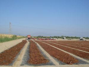 Çekirdeksiz kuru üzümde 10 TL üretici fiyatı herkesi memnun etti