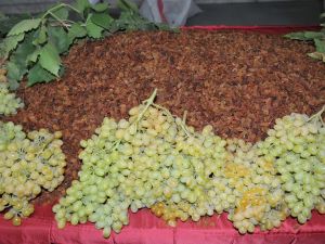 Üzüm üreticisi sezona umutlu başladı